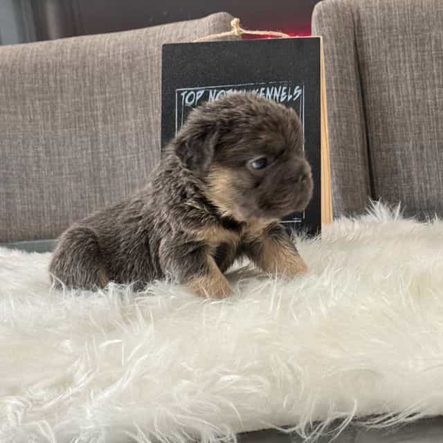 Mane  - French Bulldog Male