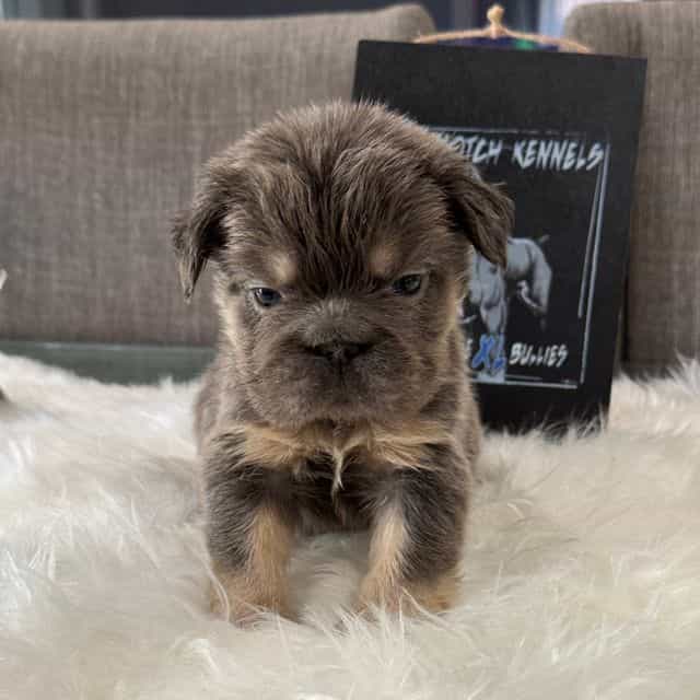 Mars  - French Bulldog Male