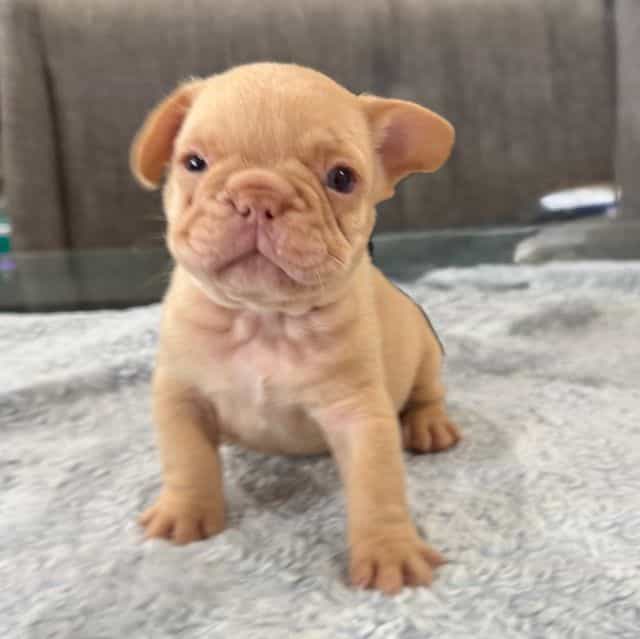 Skippy  - French Bulldog Male