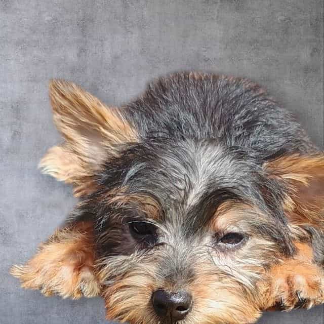 Yuri - Yorkshire Terrier Female