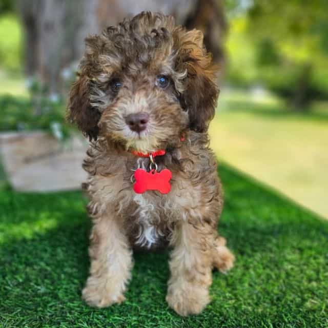 Blake - Toy Poodle Male