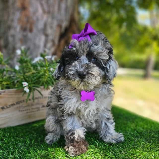 Elsie - Toy Poodle Female