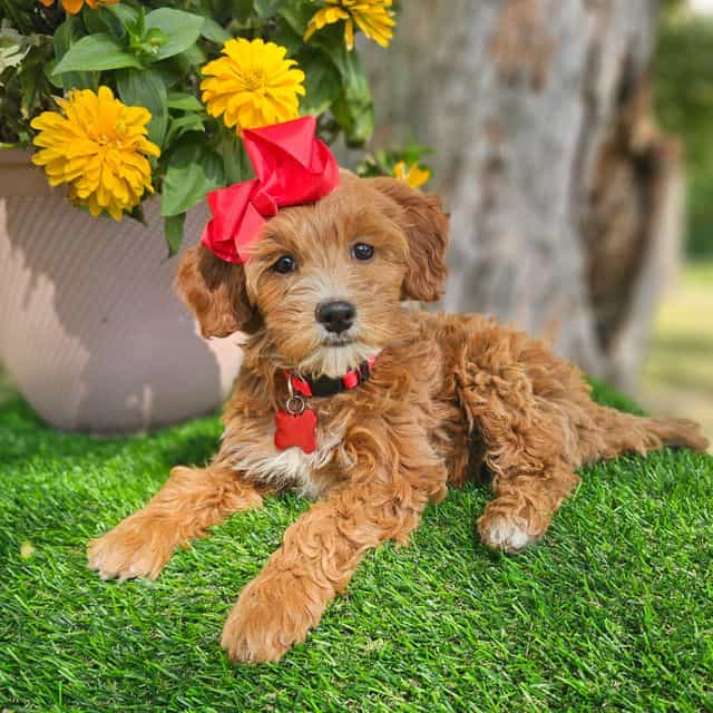 Gabby (Mini) - Goldendoodle Female
