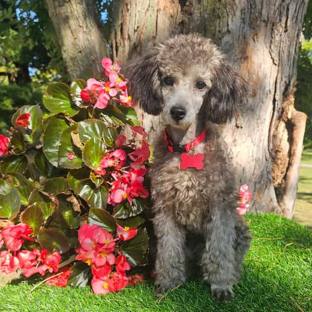 Tatum - Toy Poodle Male