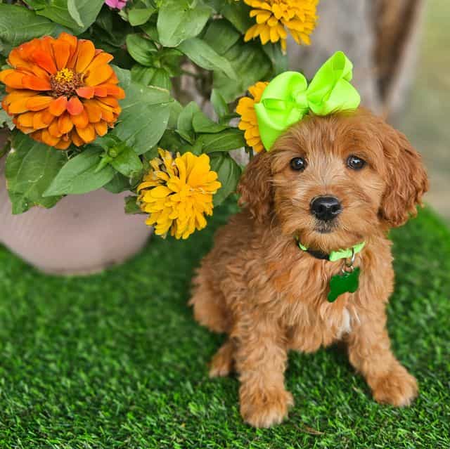 Olivia (mini) - Goldendoodle Female