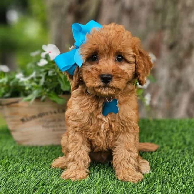 Gloria (Mini) - Goldendoodle Female