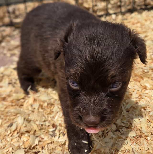 Ilene - Miniature American Shepherd (Mini Aussie) Female
