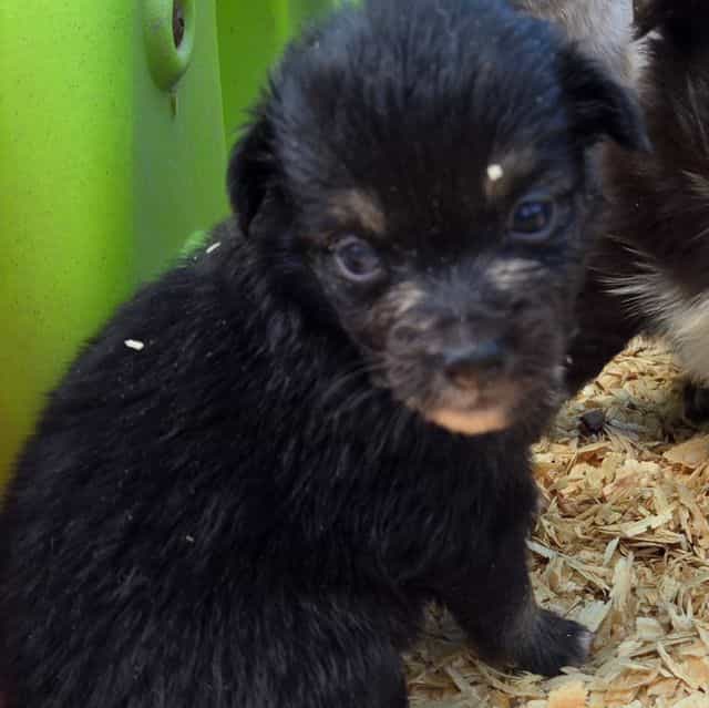 Indie - Miniature American Shepherd (Mini Aussie) Female
