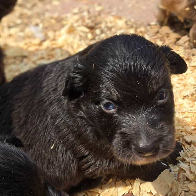 Izzie - Miniature American Shepherd (Mini Aussie) Female