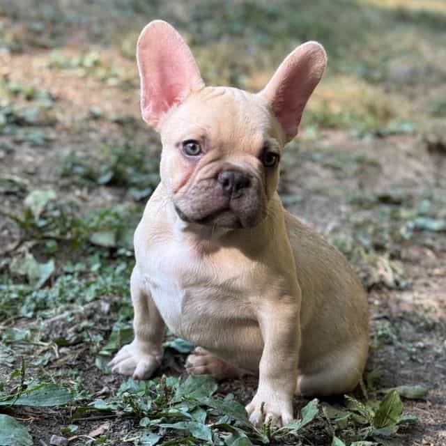 Tut - French Bulldog Male