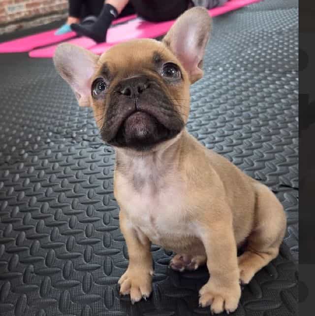 Walford Gunner  - French Bulldog Male