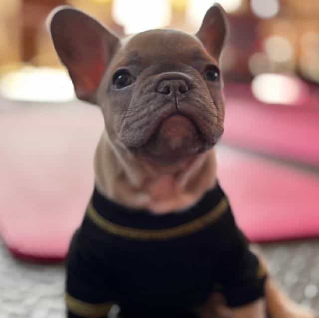 Bear - French Bulldog Male
