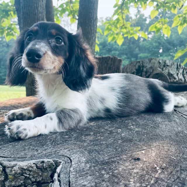 Dallas - Dachshund Male