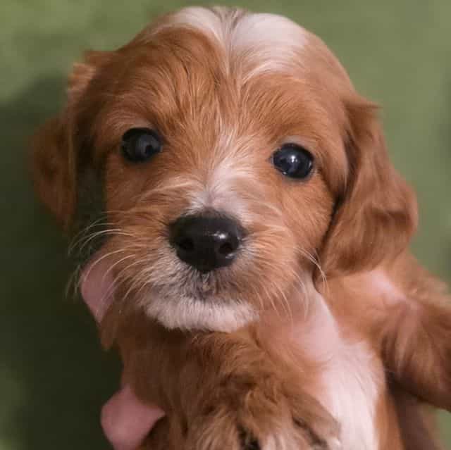 Nugget - mini - Goldendoodle Male