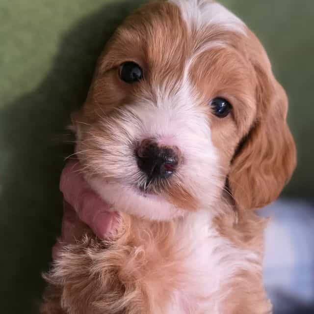 Lucca- mini - Goldendoodle Male