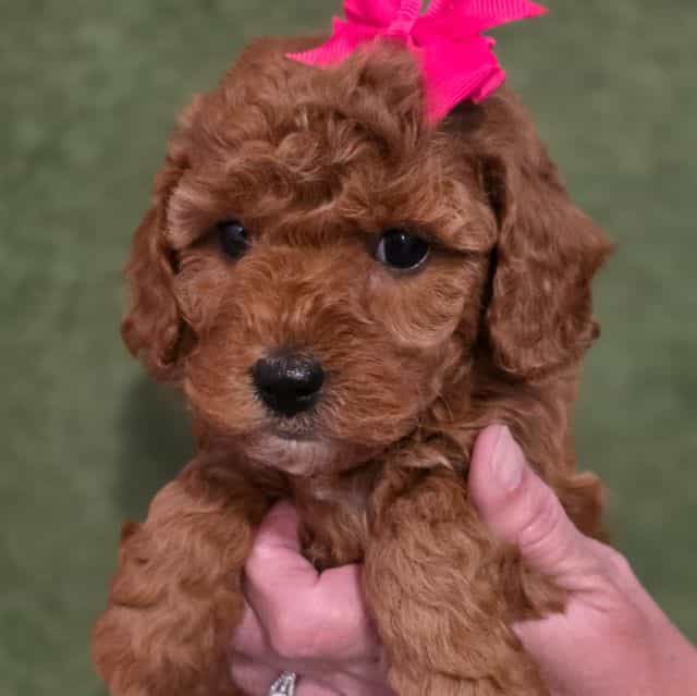 Cinnamon-mini - Goldendoodle Female