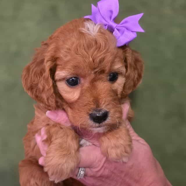 Jewel- mini - Goldendoodle Female