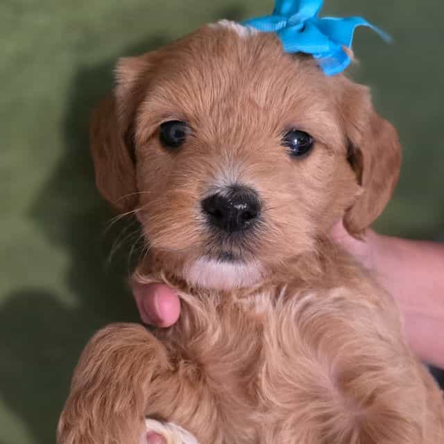 Indy-mini - Goldendoodle Female