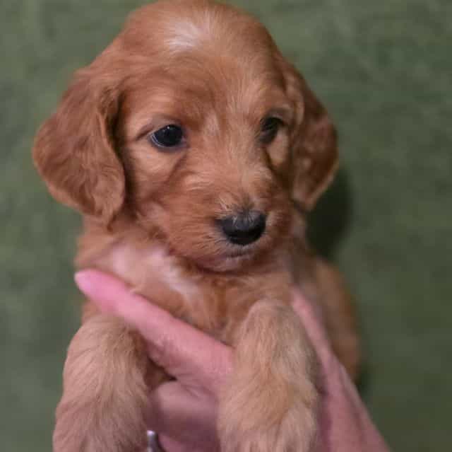 Krypto-mini - Goldendoodle Male