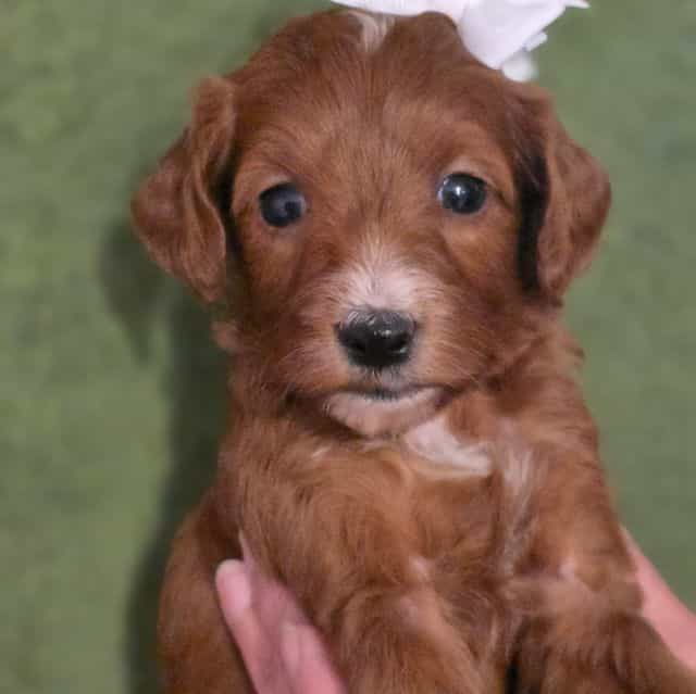 Emma-mini - Goldendoodle Female