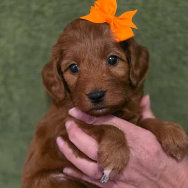 Brandy-mini - Goldendoodle Female