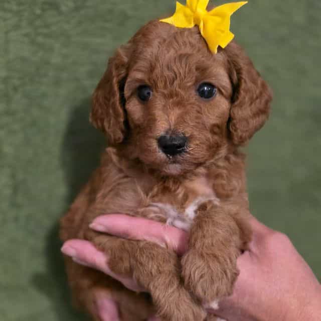 Dutchess-mini - Goldendoodle Female