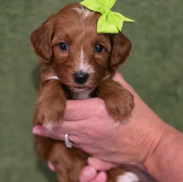 Ava-mini - Goldendoodle Female