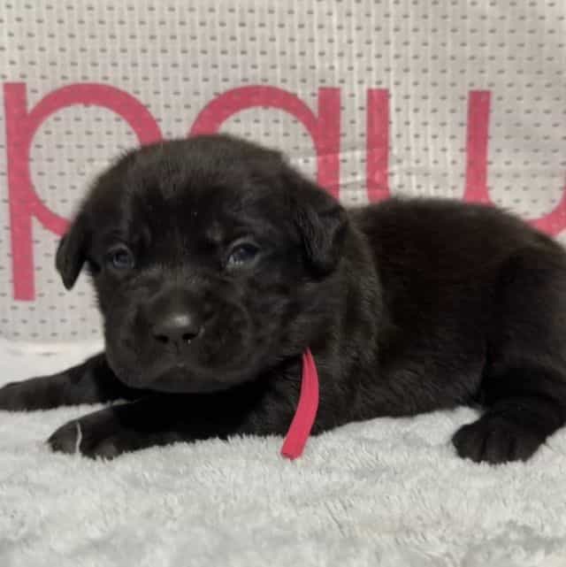 Pink Collar - Cane Corso Female