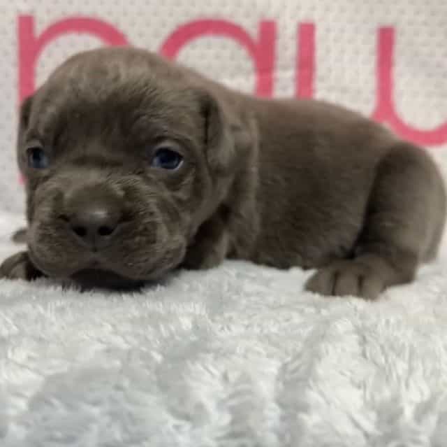 White/Blue Coll - Cane Corso Male