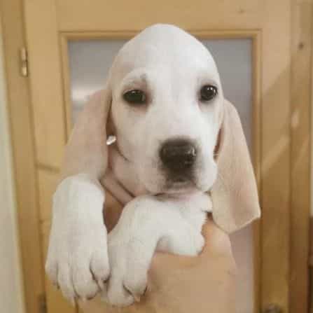 Girl A - Porcelaine Female