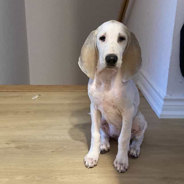Boy - Porcelaine Male