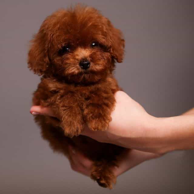 TTeacup Polo - Toy Poodle Male