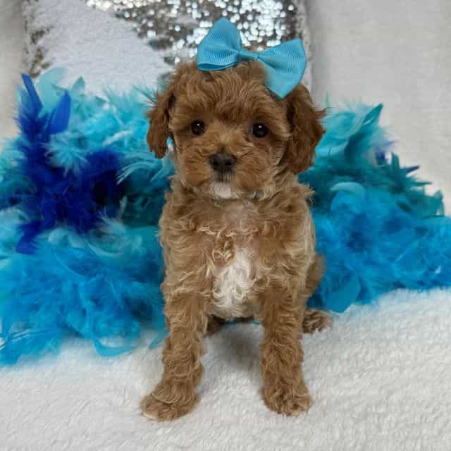 Molly MP Turquo - Maltipoo Female