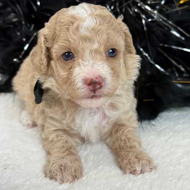 Aspen's Black B - Bernedoodle Male