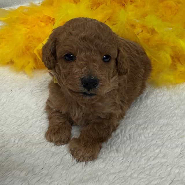 Aspen's Yellow  - Bernedoodle Male