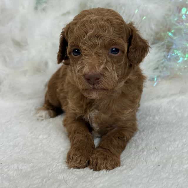 Aspen's White B - Bernedoodle Male