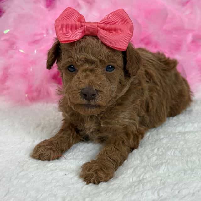 Aspen's Pink Gi - Bernedoodle Female