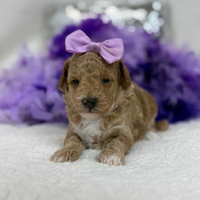 Aspen's Purple  - Bernedoodle Female