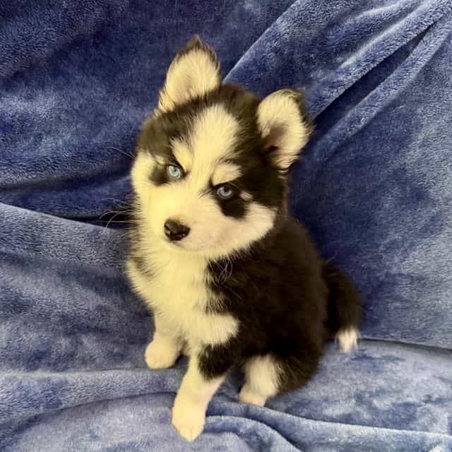 Rocket - Miniature Husky Male