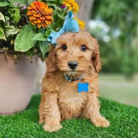 Daisy (Mini) - Goldendoodle Female
