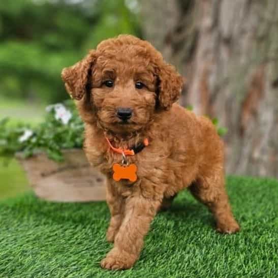 Arthur - Goldendoodle Male