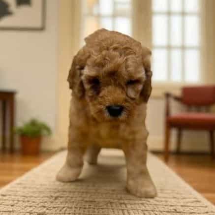 Jon Snow - Goldendoodle Male