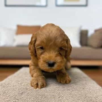 Jaime Lancaster - Goldendoodle Male