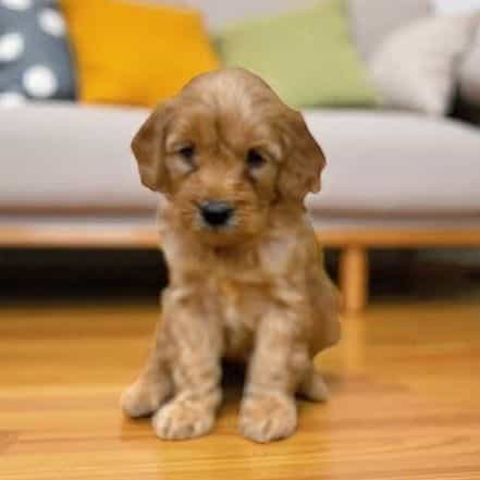 Tyrion Lancaste - Goldendoodle Male