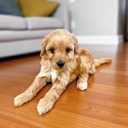 Robb Stark - Goldendoodle Male