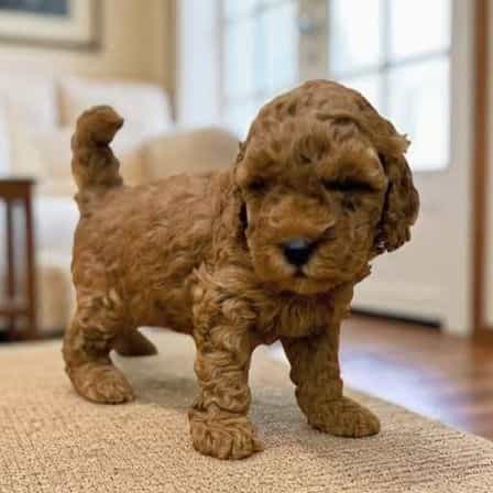 Bran Stark - Goldendoodle Male