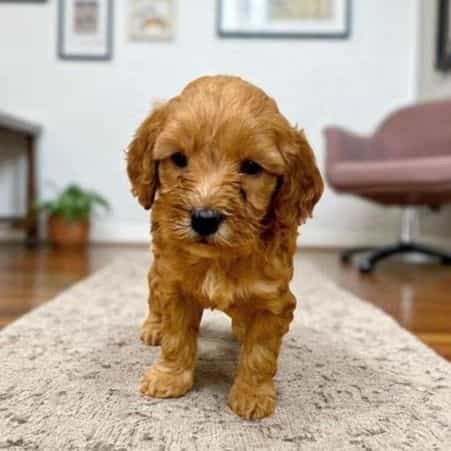 Sansa Stark - Goldendoodle Female