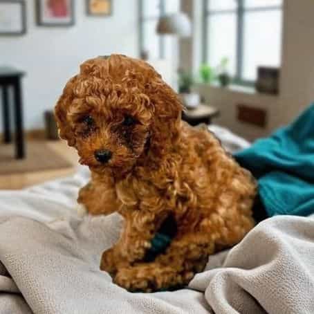 Keith - Toy Poodle Male