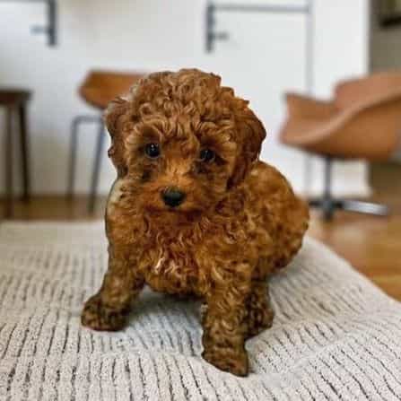 George - Toy Poodle Male