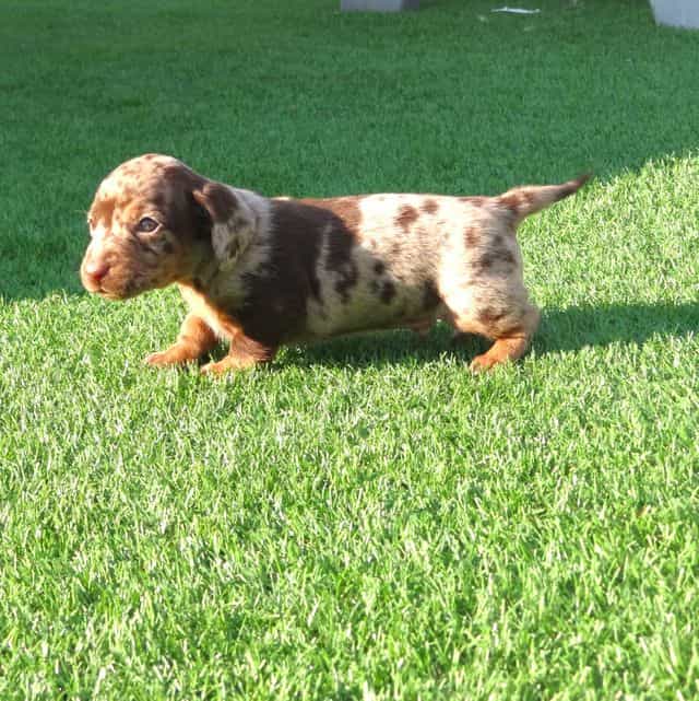 Winston - Dachshund Male